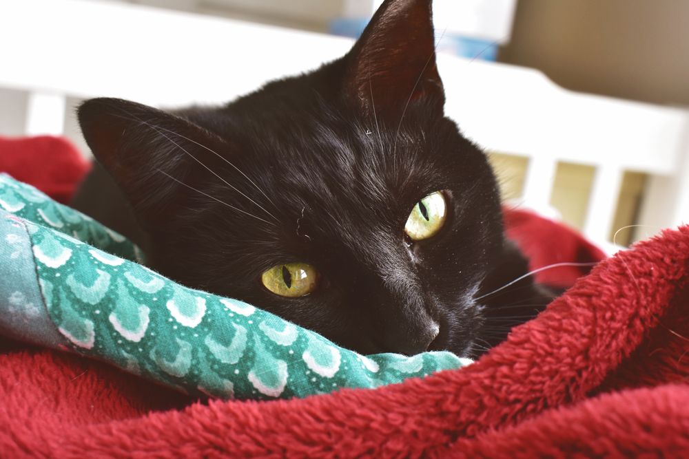 毛布にくるまる黒猫