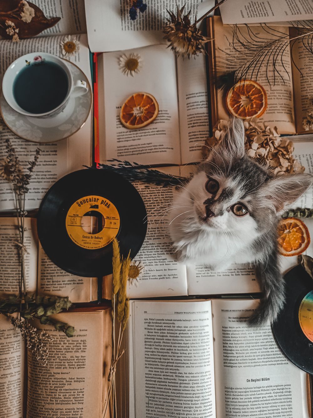 本とレコードの上にいる子猫